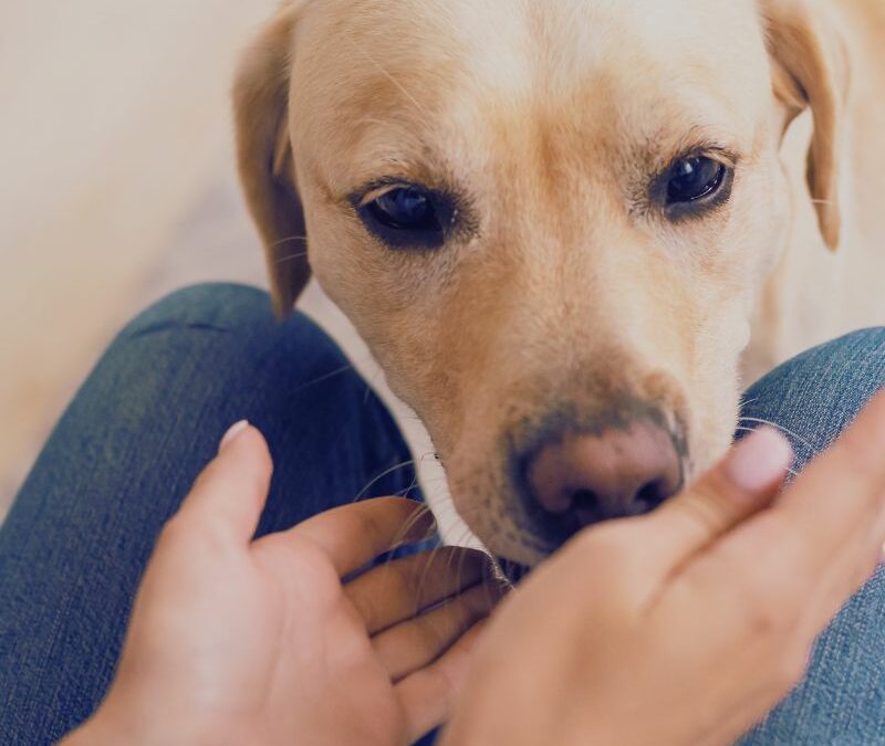 Die stille Weisheit unserer Tiere